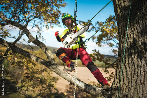 Fototapeta Arborist man cutting a branches with chainsaw and throw on a ground. The worker with helmet working at height on the trees. Lumberjack working with chainsaw during a nice sunny day. 