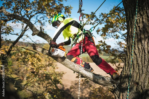 Obraz Arborist man cutting a branches with chainsaw and throw on a ground. The worker with helmet working at height on the trees. Lumberjack working with chainsaw during a nice sunny day. 
