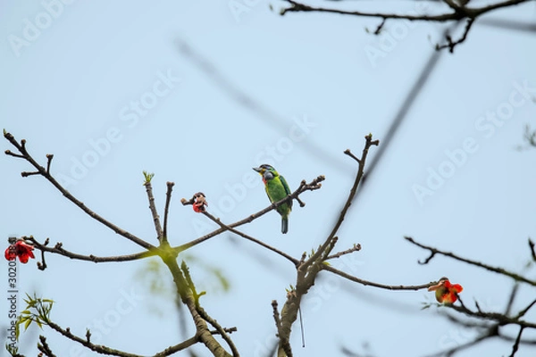 Obraz Chinese Barbet (Formal Name: Megalaima oorti nuchalis)