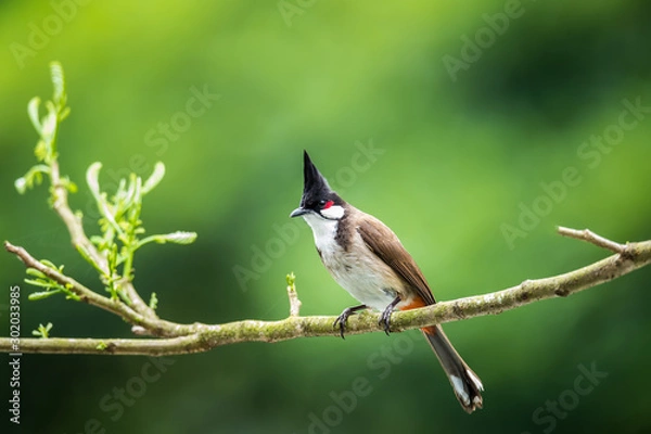 Obraz Red-whiskered Bulbul (Formal Name: Pycnonotus jocosus)