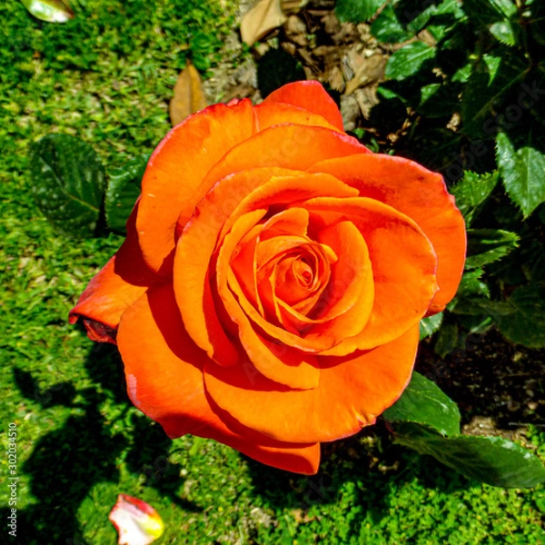 Obraz Orange rose unusual colors and viberance