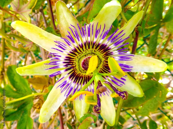 Obraz Passion Flower, an amazing flower in full bloom with yellows and purple radiant colors