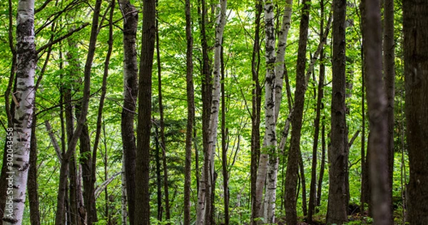 Obraz trees in the forest
