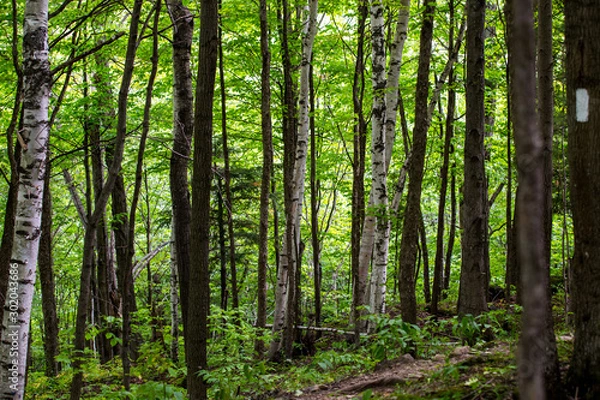 Fototapeta trees in the forest