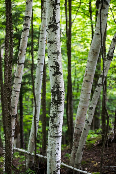 Fototapeta birch trees in the forest