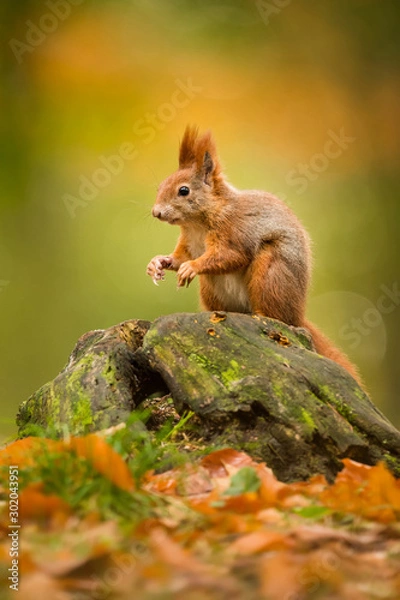 Obraz Cute Red squirrel in the natural evironment, wildlife, close up, silhouete, Sciurus vulgaris