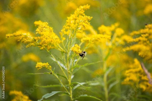 Obraz bee on yellow flower