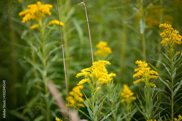 Obraz Yellow Flowers and High Grass