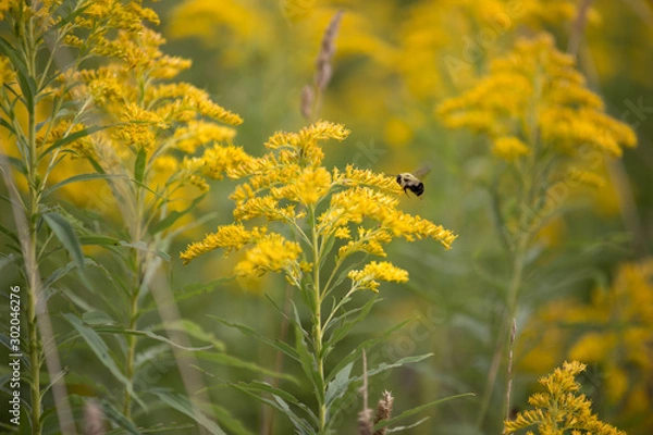 Obraz bee on yellow flower