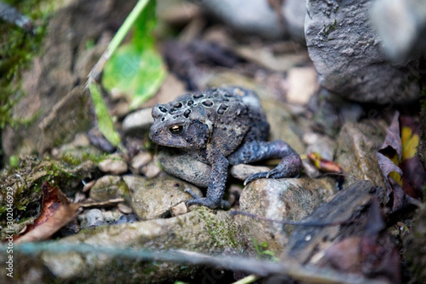 Fototapeta Toad Relaxing on Rocks
