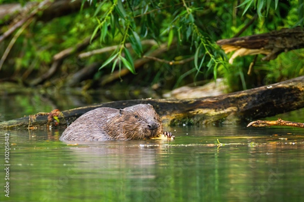Fototapeta A focused eurasian beaver, castor fiber, processing the wood in the wet surroundings of the river. An adult beaver with big claws feeding himself in the water. Wild animal in natural environment.