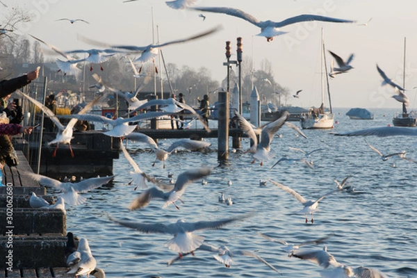 Obraz Möwen über dem Zürichsee
