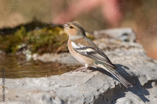 Fototapeta İspinoz » Common Chaffinch » Fringilla coelebs