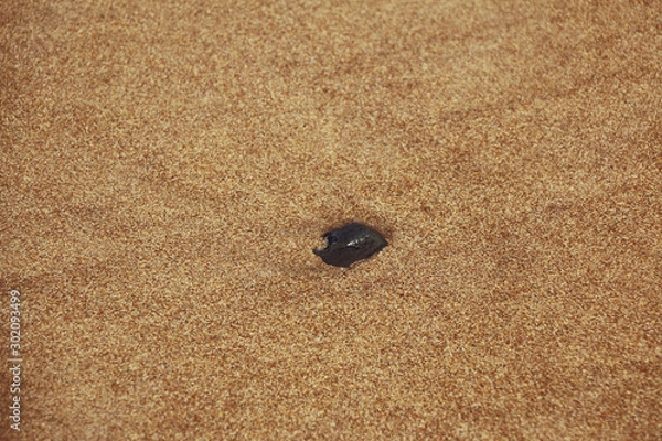 Obraz Shell in beach sand