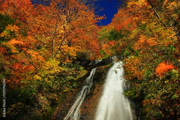 Fototapeta 紅葉の滝