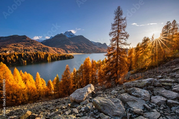 Fototapeta Herbst am Silser See mit seinen farbigen Lärchen im Engadin in der Schweiz