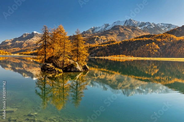 Fototapeta Herbst am Silser See mit seinen farbigen Lärchen im Engadin in der Schweiz