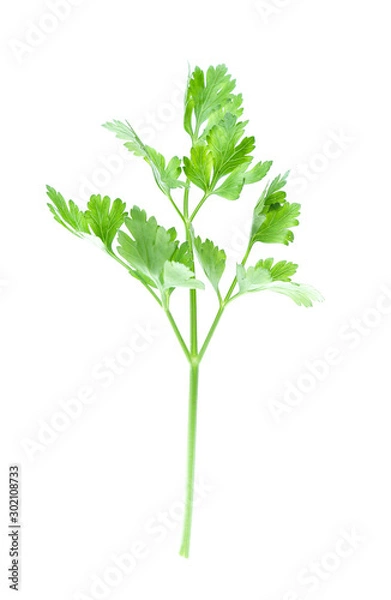 Obraz Parsley herb isolated on white background