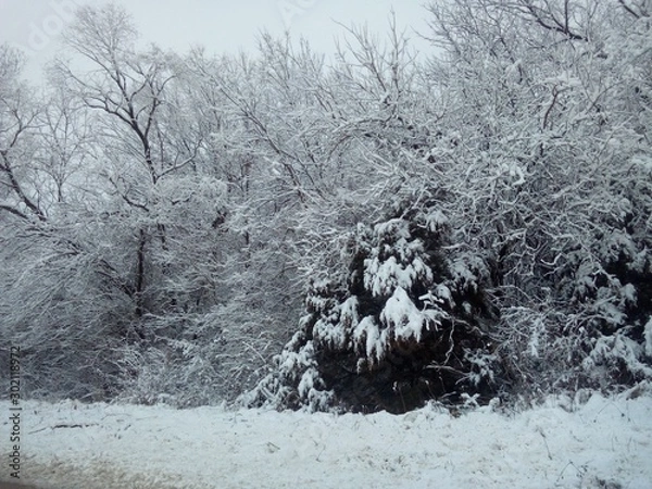 Fototapeta winter landscape with trees and snow