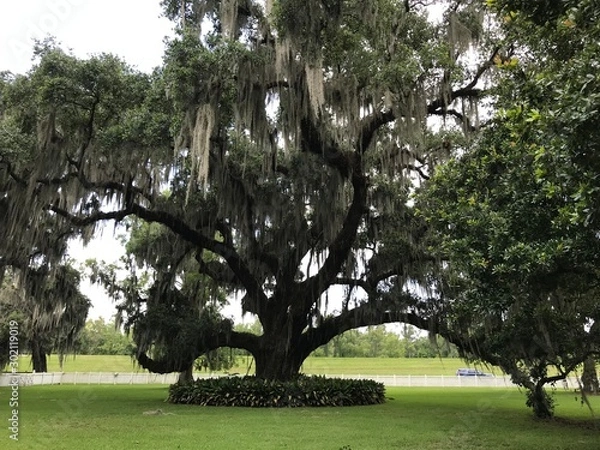Fototapeta tree in park
