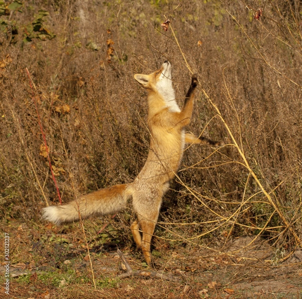 Obraz red fox in the grass