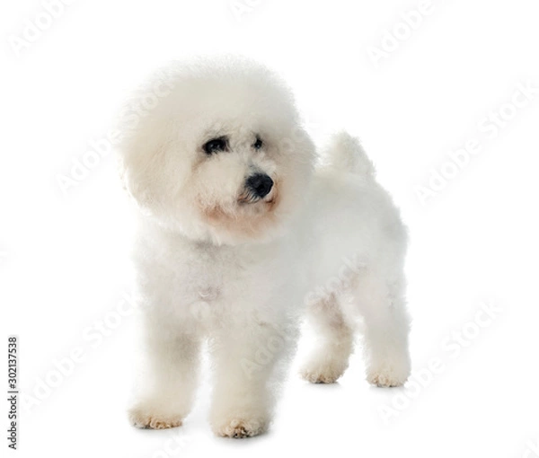 Obraz Bichon Frise in studio