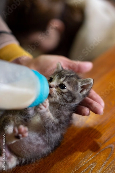 Obraz cute kitten getting feed