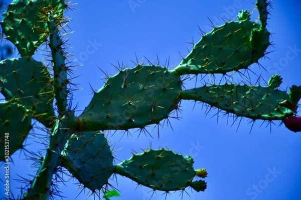 Obraz leaves and sky