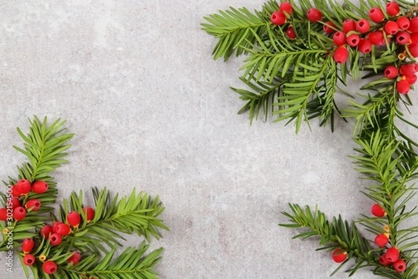 Fototapeta Yew twigs with fruit.