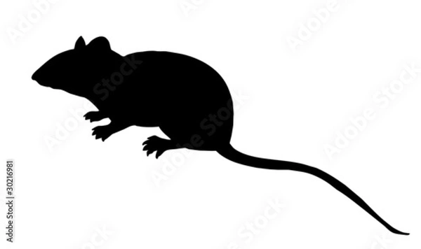 Obraz silhouette mouse on white background