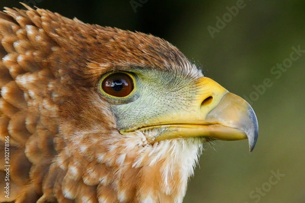 Fototapeta Close up head and shoulders portrait of a beautiful juvenile Bateleur Eagle (Terathopius ecaudatus)