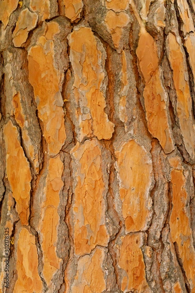 Obraz Texture of pine bark of orange tone, closeup, vertical orientation