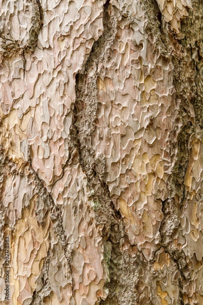 Obraz Carved texture of the Crimean pine bark, closeup, Vertical orientation
