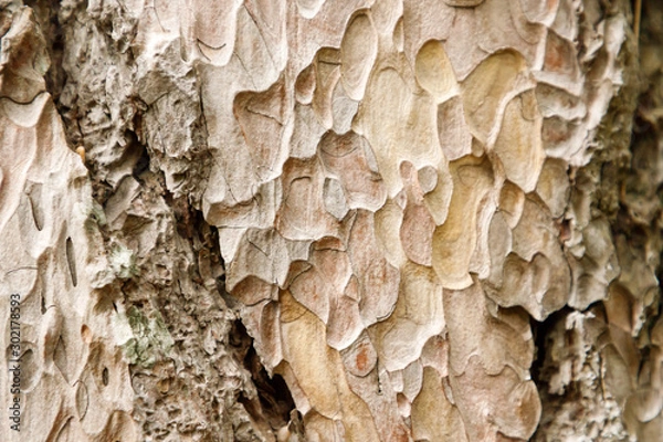 Obraz Carved texture of the Crimean pine bark, closeup