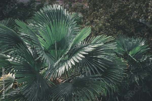 Fototapeta Prise de vue sur un feuillage de palmiers.