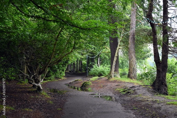 Obraz path in the forest