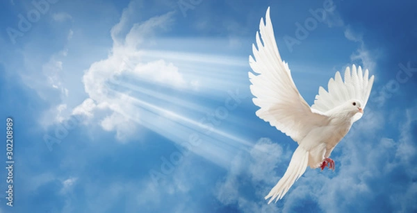 Obraz Gołębi się w powietrzu z szeroko otwartymi skrzydłami