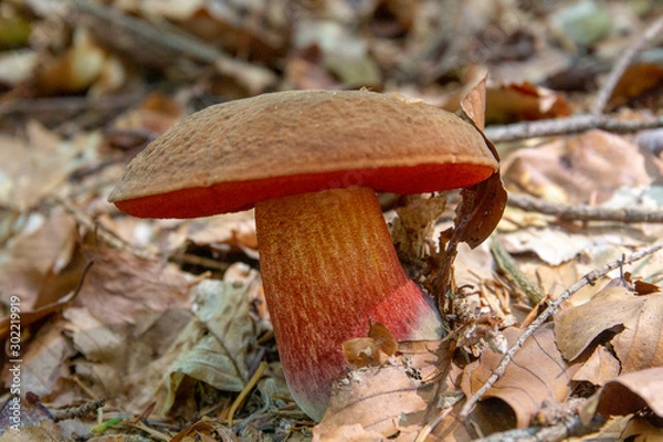 Obraz Devil's bolete, Boletus satanas mushroom is growing in the forest.