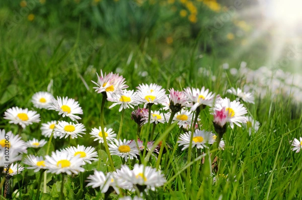 Fototapeta Gänseblümchen im Sonnenschein