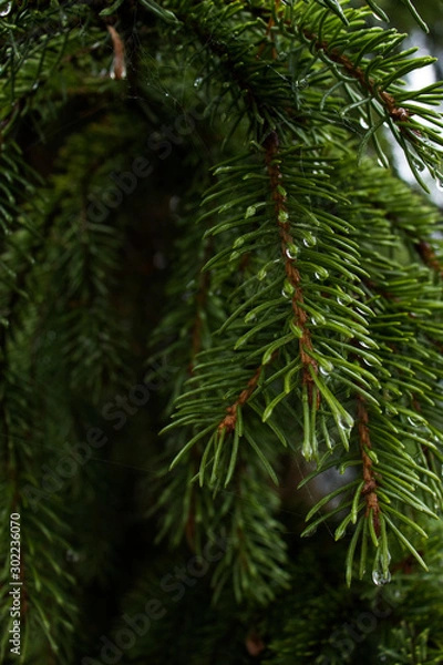Obraz green needles Christmas tree closeup background