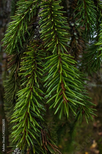 Obraz green needles Christmas tree closeup background