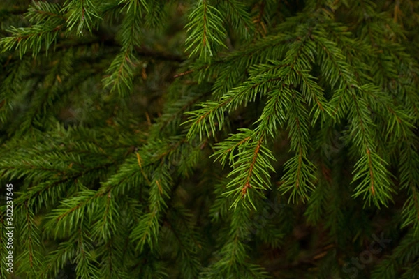 Obraz green needles Christmas tree closeup background