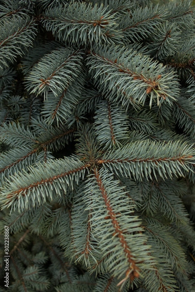 Obraz green needles Christmas tree closeup background