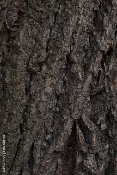 Obraz tree bark texture for Wallpaper