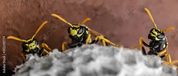 Fototapeta trzy osy siedzą na szczycie gniazda os