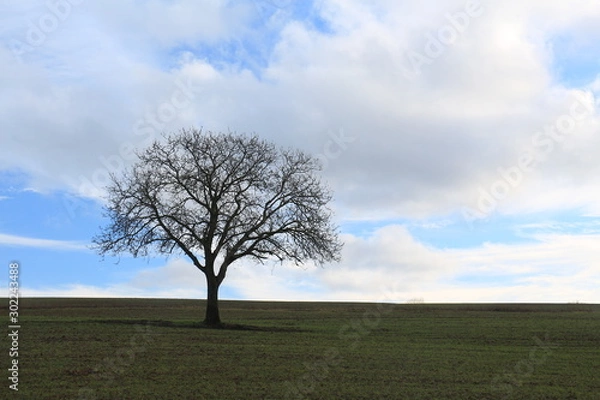 Fototapeta Baum ohne Blätter