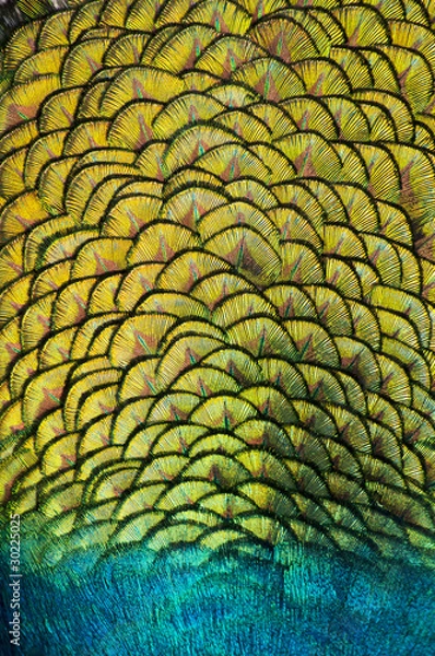 Obraz peacock feather close up