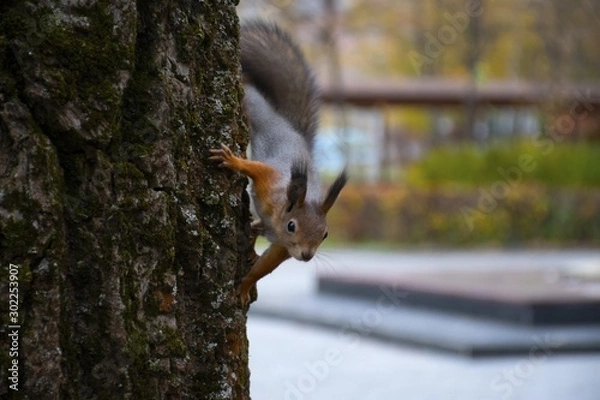 Obraz squirrel on tree