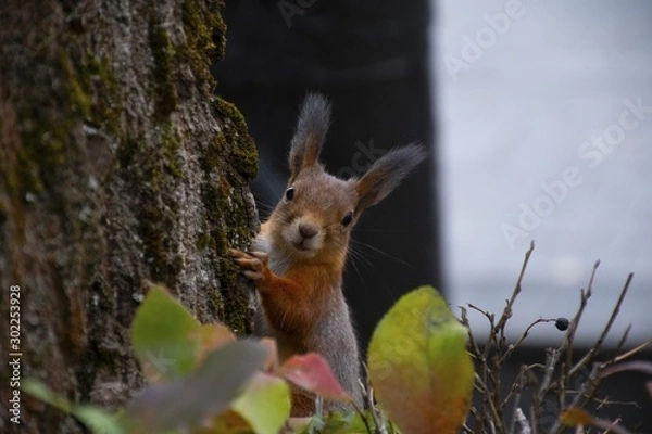 Fototapeta squirrel on tree