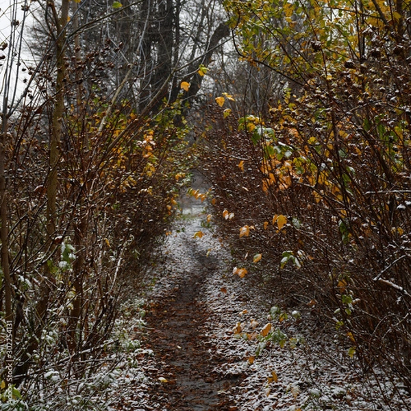 Obraz autumn in the forest